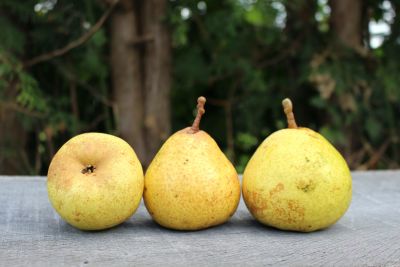Birnenbaum, Herbstbirne "Gelbe Grieselbirne" - robuste Birnensorte!